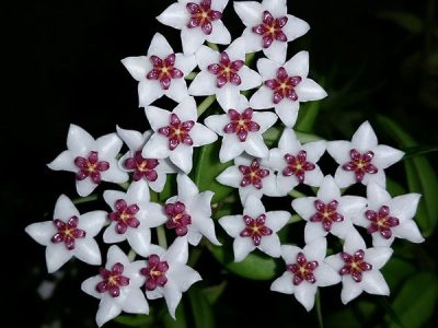 hoya bella