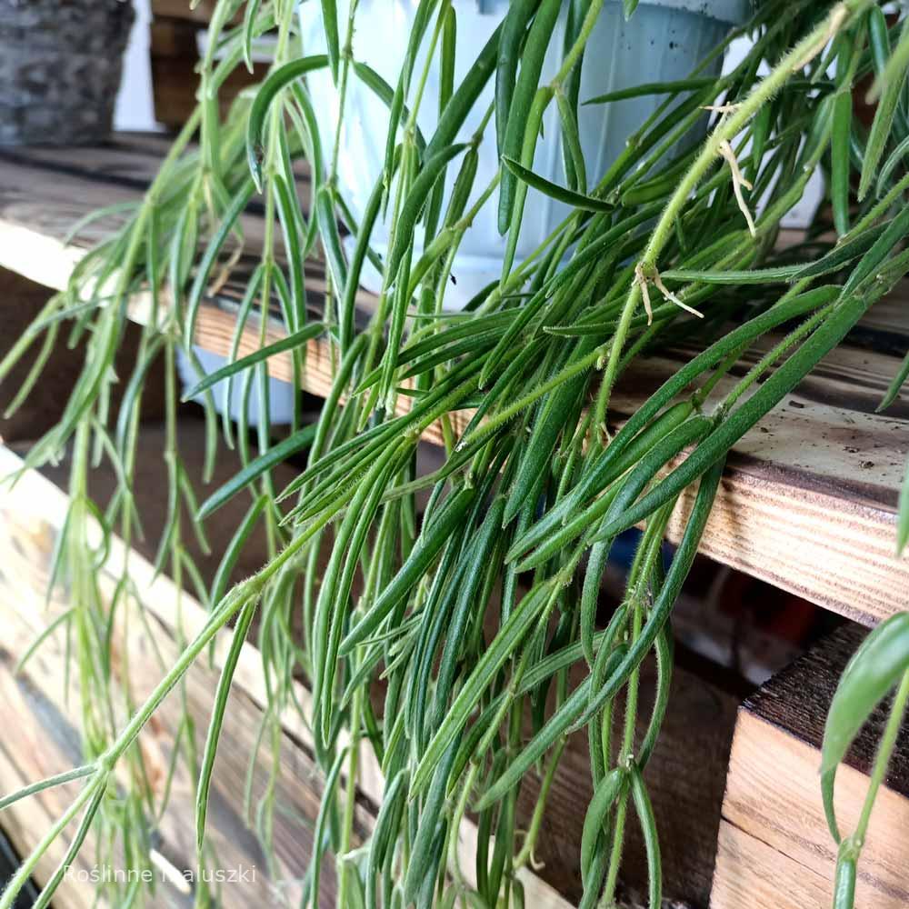 Hoya Linearis