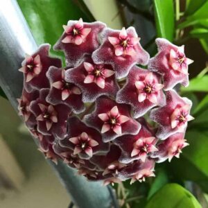 hoya
