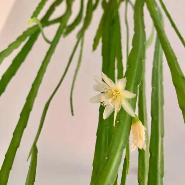 Lepismium Bolivianum