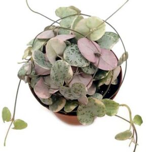 Ceropegia Variegata Rosa