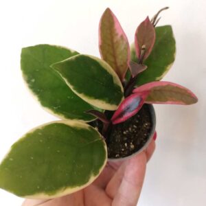 Hoya Flamingo Dream