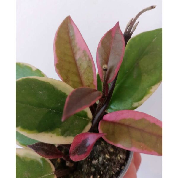 Hoya Flamingo Dream