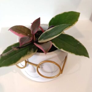 Hoya Flamingo Dream