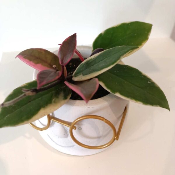 Hoya Flamingo Dream Hoya Flamingo Dream