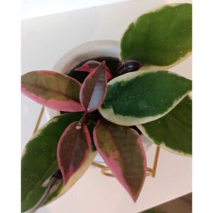 Hoya Flamingo Dream
