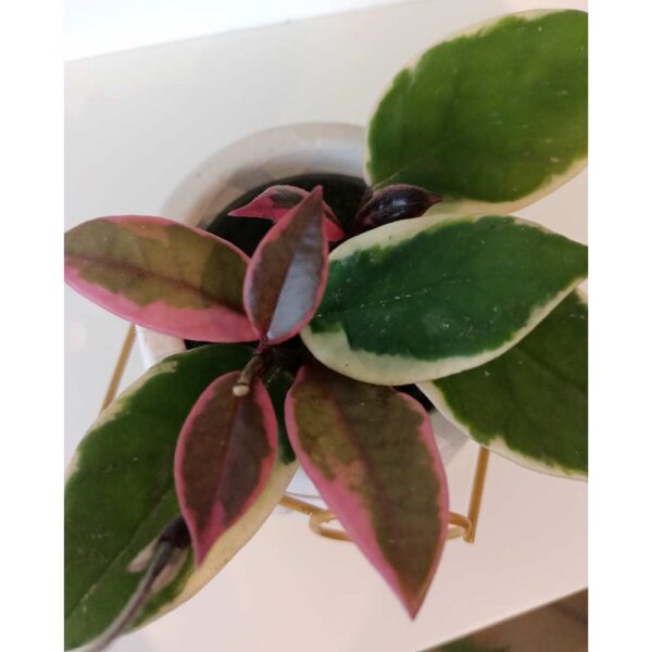 Hoya Flamingo Dream