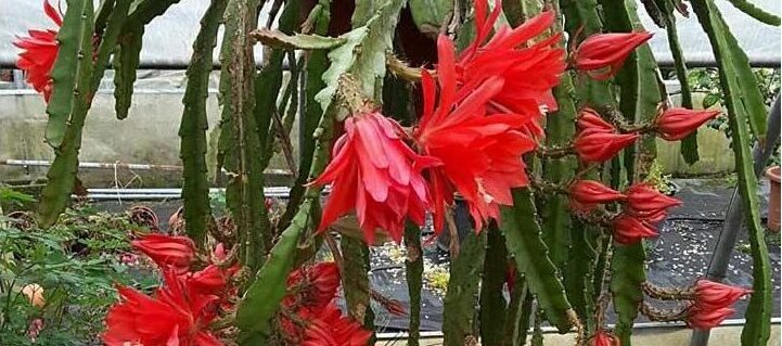 Epiphyllum ackermanii Red Tip