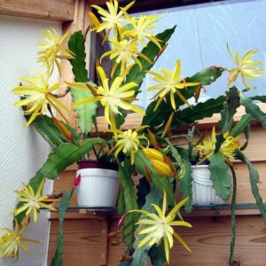 epiphyllum