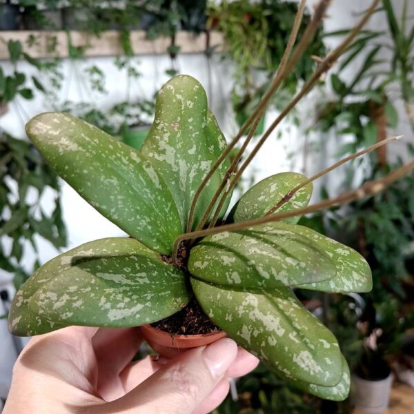 Hoya Sigillatis baby Hoya Sigillatis baby