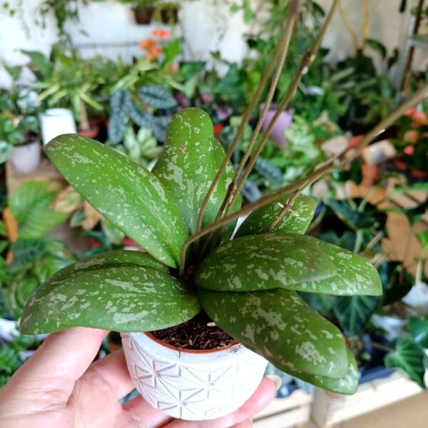 Hoya Sigillatis baby