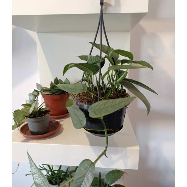 Epipremnum Cebu Blue