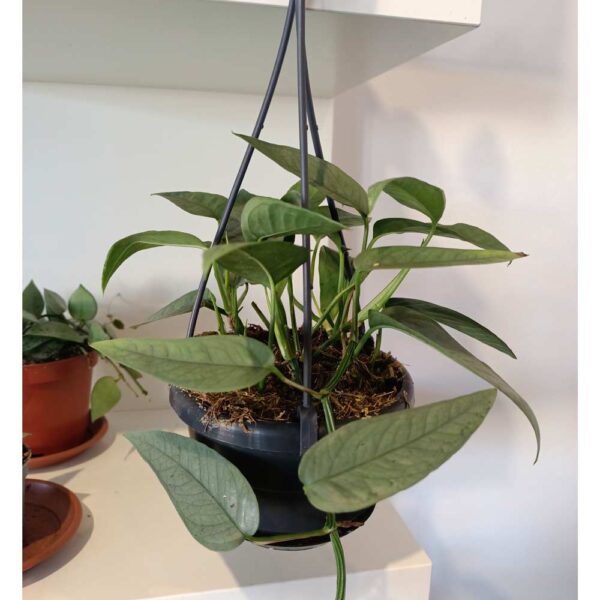Epipremnum Cebu Blue Epipremnum Cebu Blue