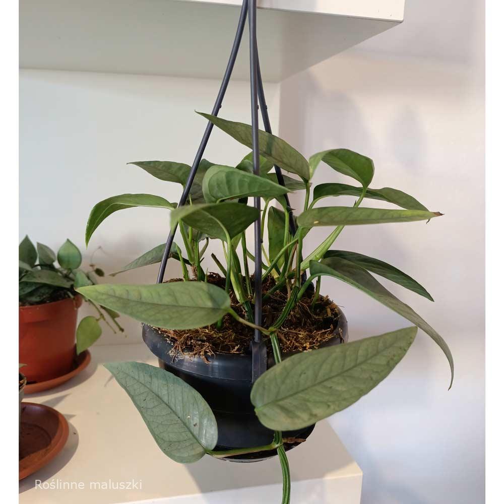 Epipremnum Cebu Blue