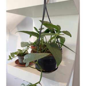 Epipremnum Cebu Blue