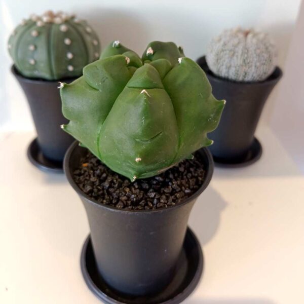 Astrophytum myriostigma