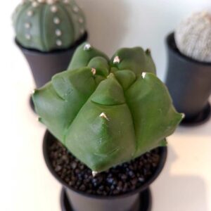 Astrophytum myriostigma