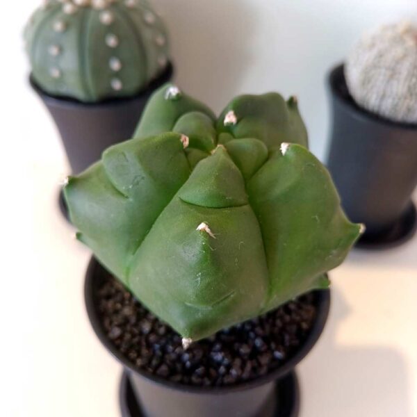 Astrophytum myriostigma Astrophytum myriostigma