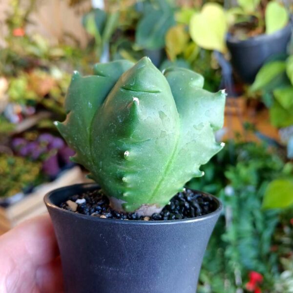 Astrophytum myriostigma