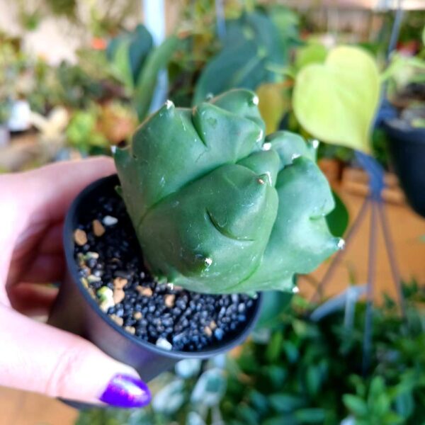 Astrophytum myriostigma