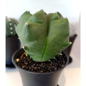 Astrophytum myriostigma