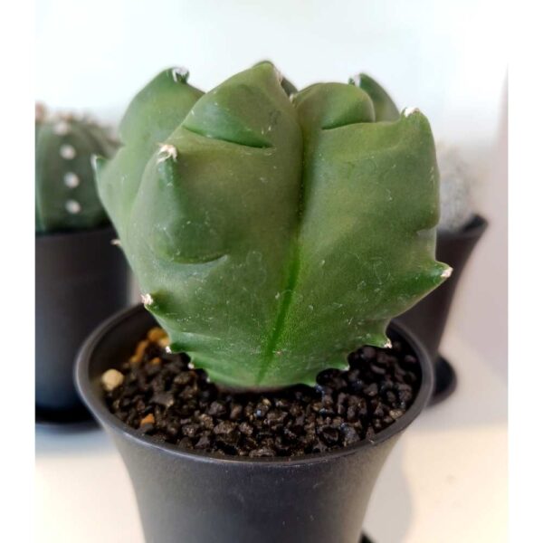 Astrophytum myriostigma
