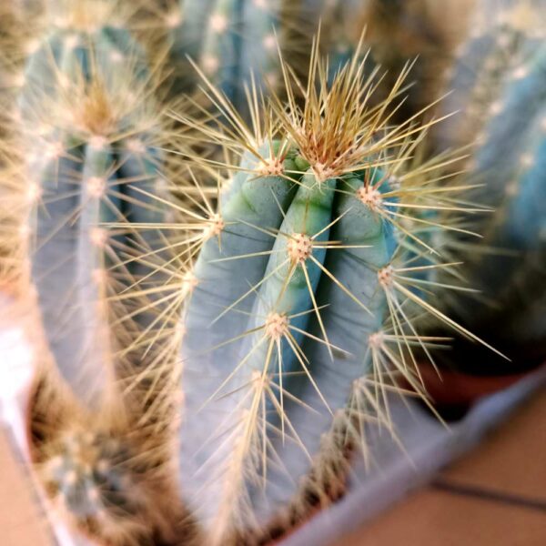 Pilosocereus pachycladus