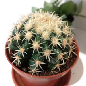 Echinocactus grusonii