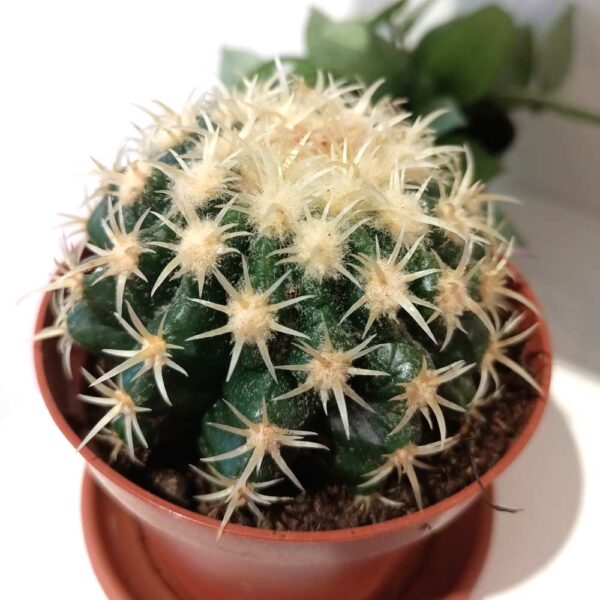 Echinocactus grusonii Echinocactus grusonii