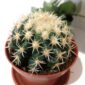 Echinocactus grusonii
