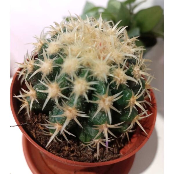 Echinocactus grusonii