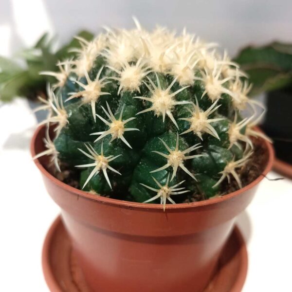 Echinocactus grusonii