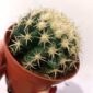Echinocactus grusonii