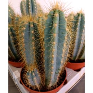 Pilosocereus pachycladus
