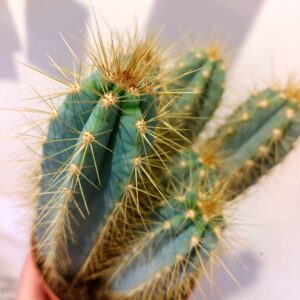 Pilosocereus pachycladus
