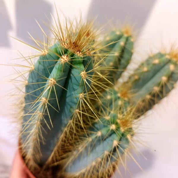 Pilosocereus pachycladus