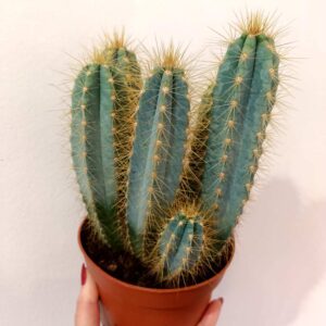 Pilosocereus pachycladus