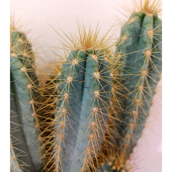 Pilosocereus pachycladus