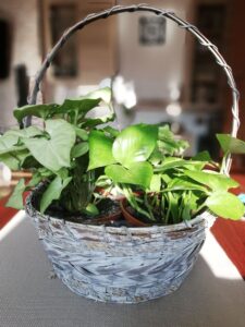 blog-doniczki do roślin