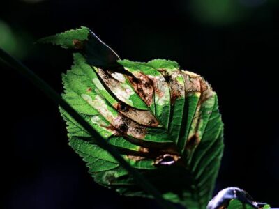 blog