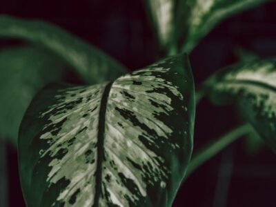 blog