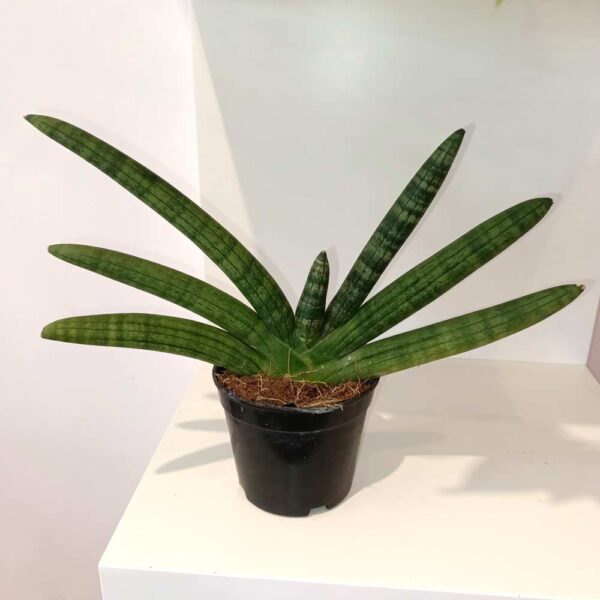 Sansevieria cylindrica Boncel Sansevieria cylindrica Boncel