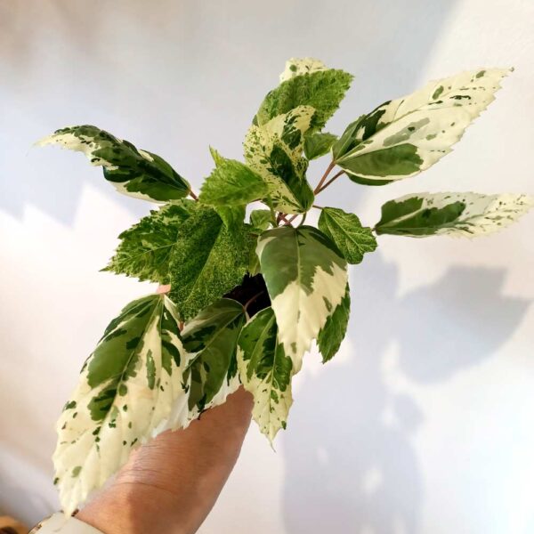 Hibiscus rosa-sinensis variegata