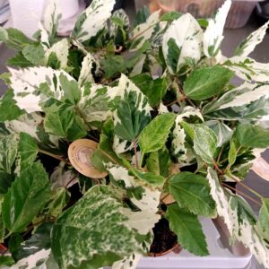 Hibiscus rosa-sinensis variegata