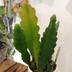 Epiphyllum Sarah Courant