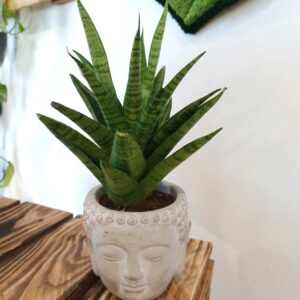 Sansevieria Tough Lady