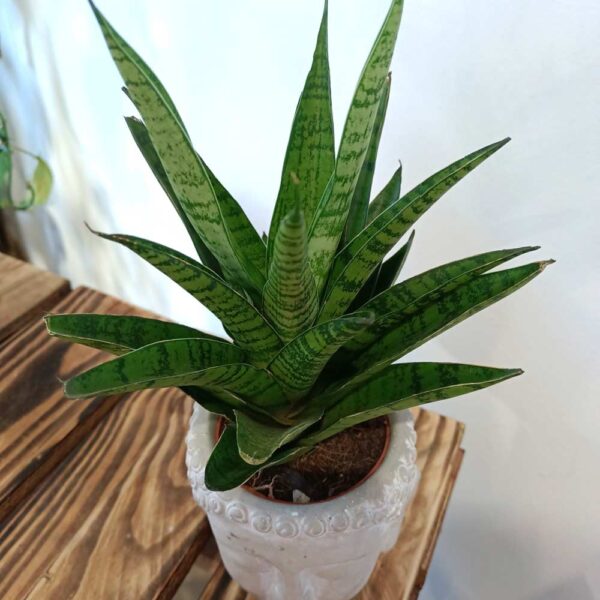 Sansevieria Tough Lady