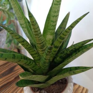 Sansevieria Tough Lady