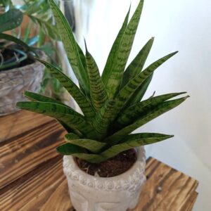 Sansevieria Tough Lady