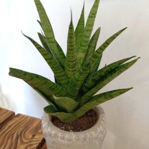 Sansevieria Tough Lady